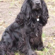 Cocker spaniel Taiya