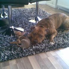 Amerikansk staffordshire terrier R.I.P True Staff Gandalf