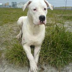 Amerikansk bulldog Lille Fede Knut