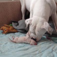 Amerikansk bulldog Lille Fede Knut