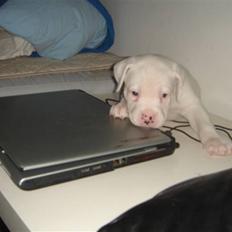 Amerikansk bulldog Lille Fede Knut