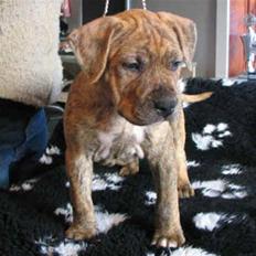 Amerikansk staffordshire terrier R.I.P True Staff Gandalf