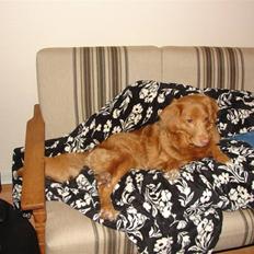 Nova scotia duck tolling retriever billie