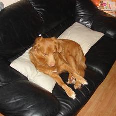 Nova scotia duck tolling retriever billie