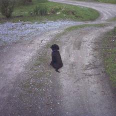 Flat coated retriever Freja
