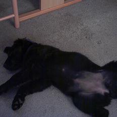 Flat coated retriever Freja