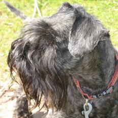 Dvaergschnauzer Rumle 