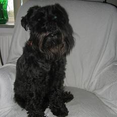 Dvaergschnauzer Rumle 