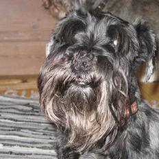 Dvaergschnauzer Rumle 