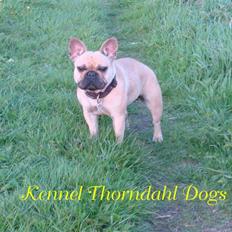 Fransk bulldog Silots Fru Fernando Møhge