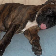 Boxer Aron II  (Hubert)