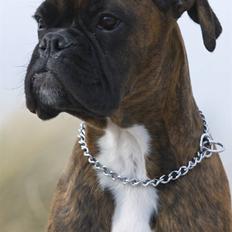 Boxer Aron II  (Hubert)