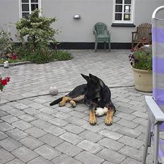 Schæferhund Rosso(schaeferdals Eros)