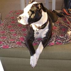 Amerikansk staffordshire terrier Wilma