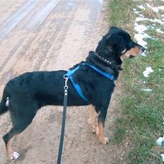 Blanding af racer Seke - R.I.P