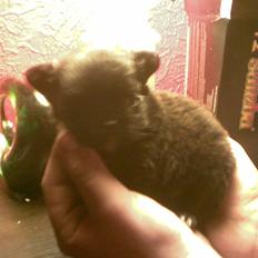 Blanding af racer Lady R.I.P.