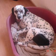 Blanding af racer Diva R.I.P