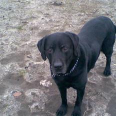 Labrador retriever Paw R.I.P