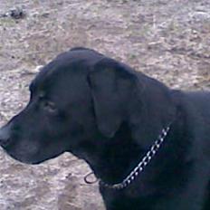 Labrador retriever Paw R.I.P