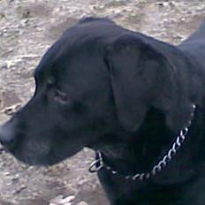 Labrador retriever Paw R.I.P