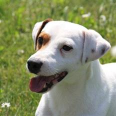Jack russell terrier lille lindholds Laban