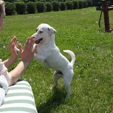 Jack russell terrier lille lindholds Laban