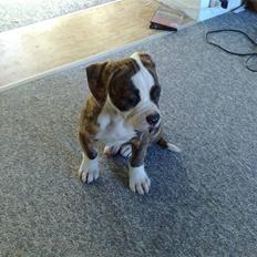 Amerikansk bulldog Pink. R.I.P 27/7-09