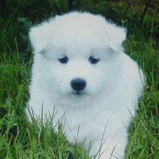 Samojedhund Shiba