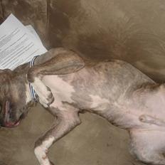 Amerikansk staffordshire terrier Nemo