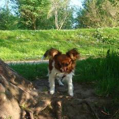 Blanding af racer Penny