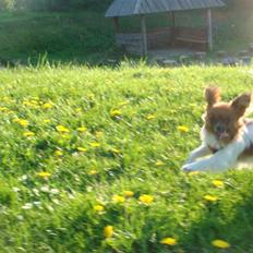 Blanding af racer Penny