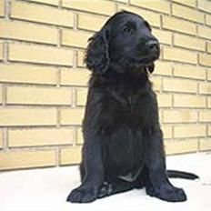 Flat coated retriever Mickey *Død* MISS YOU:'(