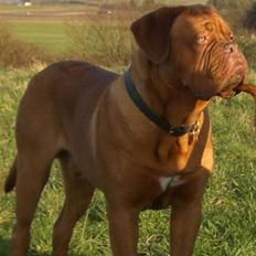 Dogue de bordeaux Doguehill´s Vegasus Cara
