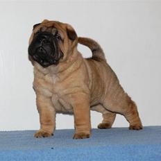 Shar pei Zulu