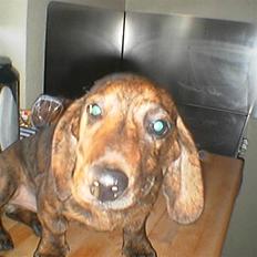 Gravhund Tyson (det er min søn's)