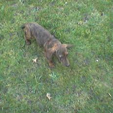 Gravhund Tyson (det er min søn's)