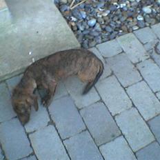 Gravhund Tyson (det er min søn's)