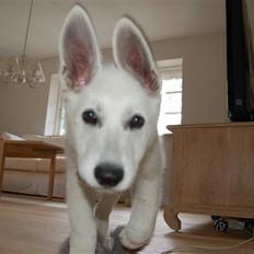 Hvid schæfer Egeborgs Money