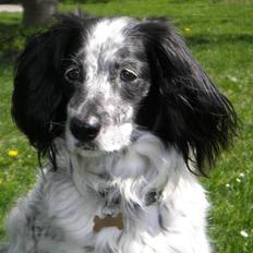 Blanding af racer Tiki