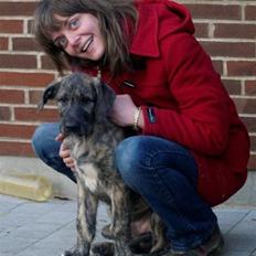 Irsk ulvehund Azimut