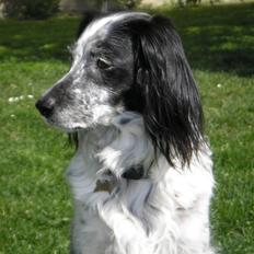 Blanding af racer Tiki