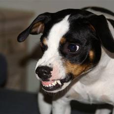 Blanding af racer Ea - Bor hos sin far