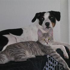 Blanding af racer Ea - Bor hos sin far