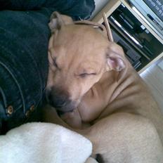 Amerikansk staffordshire terrier Chucky