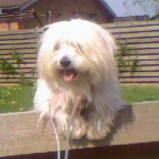 Coton de tulear Zimba =)