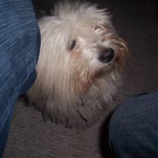 Coton de tulear Zimba =)