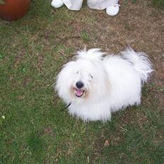 Coton de tulear Zimba =)
