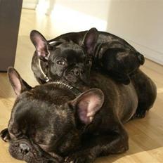 Fransk bulldog Thorkild