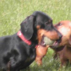 Gravhund W. Dolce di frutta