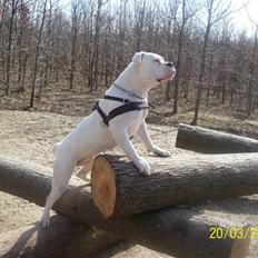 Amerikansk bulldog Upnorth 4th Miss Nasty